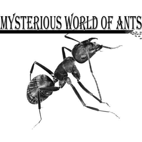 不思議な蟻の世界