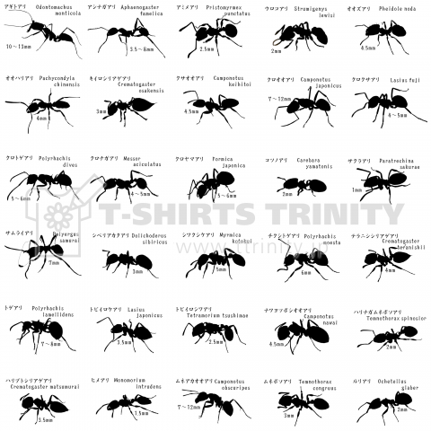 蟻シルエット 日本産30種