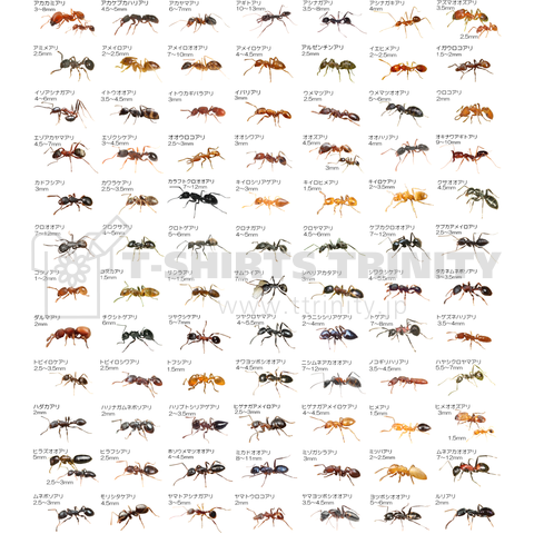 蟻図鑑84種カラー版
