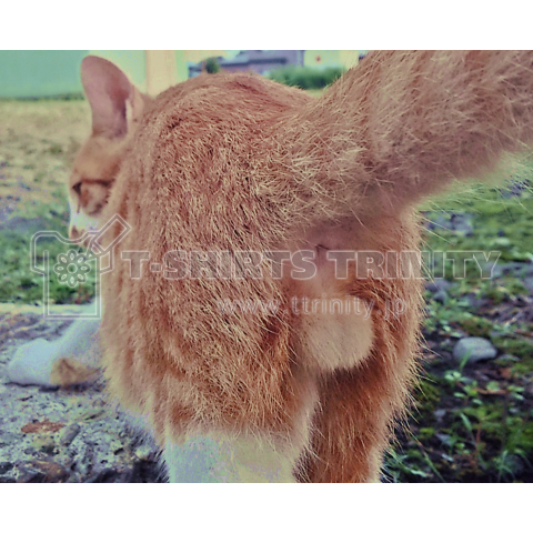 Cute ass of cat