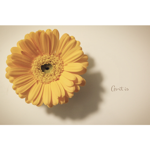 gerbera.