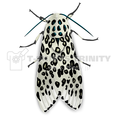 Leopard moth