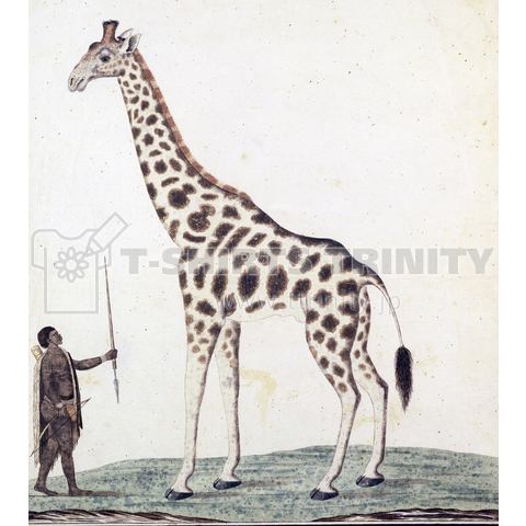 キリン(Giraffa Camelopardalis)、ロバート・ジェイコブ・ゴードン、1779年