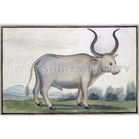 os taurus,,, Cape Ox, Robert Jacob Gordon, 1778