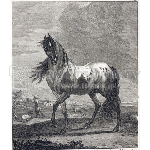非凡な馬、マルティン・エリアス・リディンガー、アウグスト・クエルフルトの後、1740〜1780年.jpg