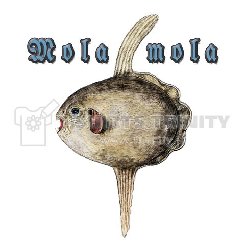 Mola mola-マンボウ