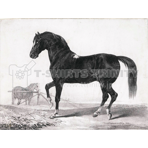 Study of a Horse, Victor Adam (possibly), 1811 - 1866