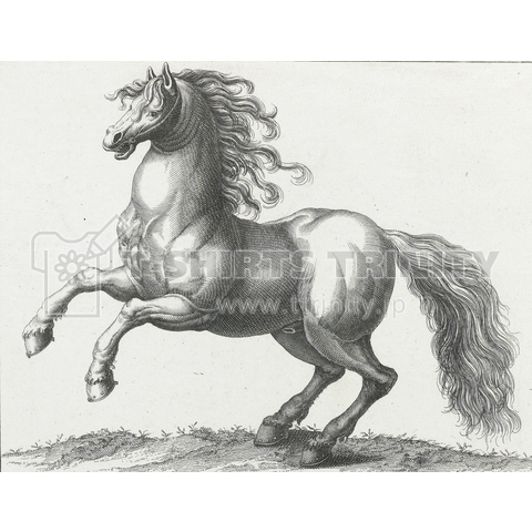 野生の馬、 ヨハネス・ファン・デル・スパイク 1736年～1761年
