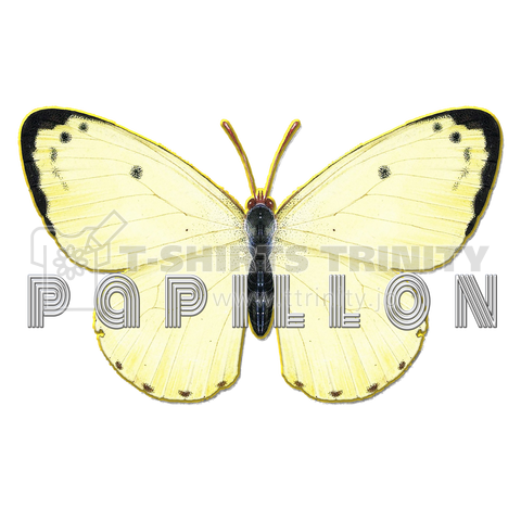 papillon-「jaune」