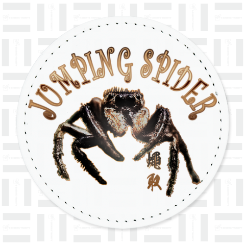 jumping spider