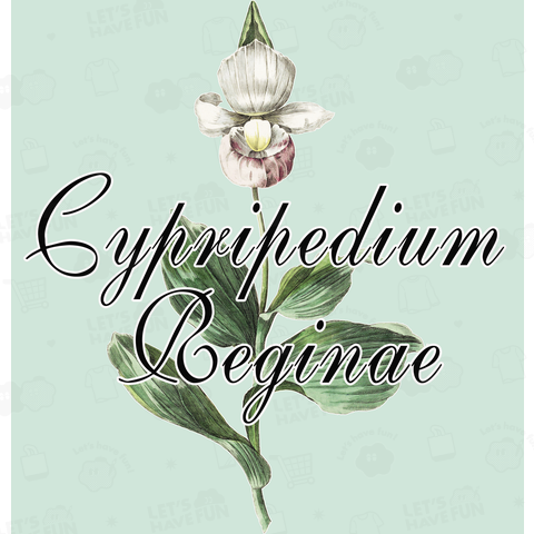 Cypripedium reginae■