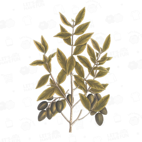 The olive tree / オリーブの木