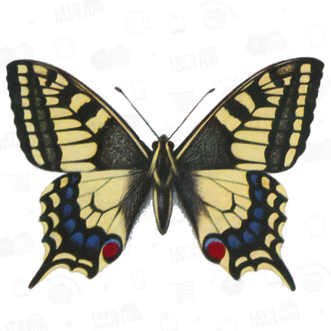 Swallow-tail butterfly / アゲハ蝶