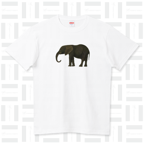 Young African Elephant / 若いアフリカゾウ