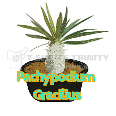 Pachypodium Gracilius