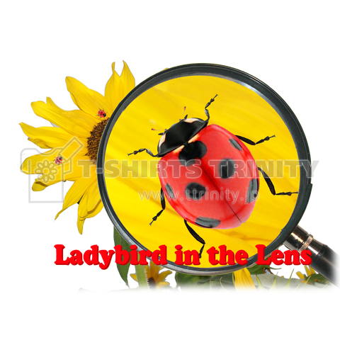 Ladybird in the Lens