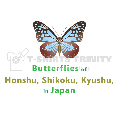 日本の蝶 Butterflies of Japan 1 (本州、四国、九州 Honshu, Shikoku, Kyushu) ★英名、和名、学名 [ライトカラー]