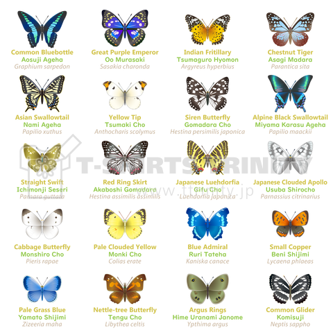 日本の蝶 Butterflies of Japan 1 (本州、四国、九州 Honshu, Shikoku, Kyushu) ★英名、和名、学名 [ダークカラー]