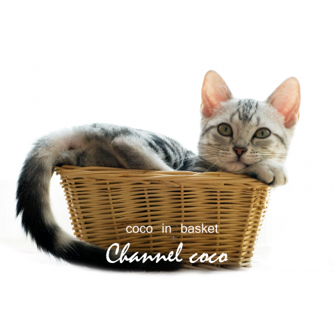 coco in basket Ⅱ
