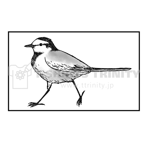 駐車場を爆走する鳥ハクセキレイ(線画) 文字白