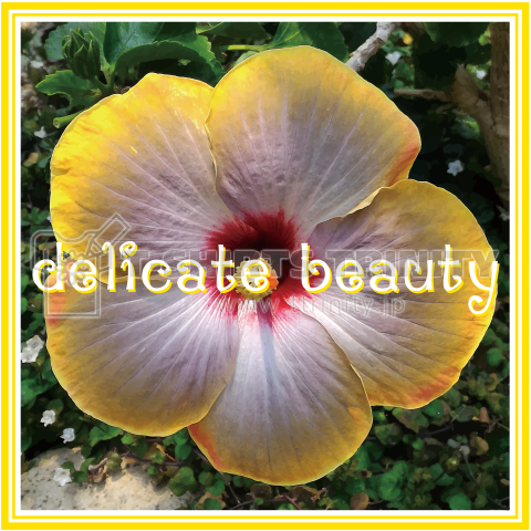 delicate beauty