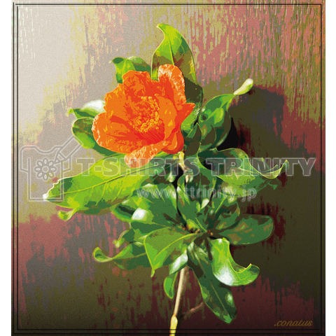 一輪の花/ザクロ