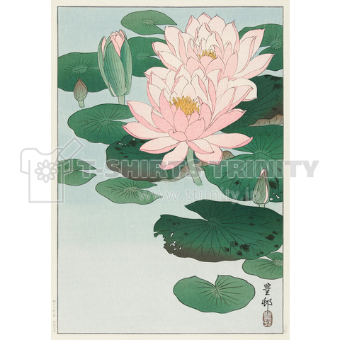 小原古邨 睡蓮 Ohara Koson / Water Lilies