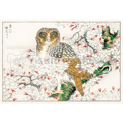 梟と桜 沼田荷舟 花鳥画版画 聚鳥画譜