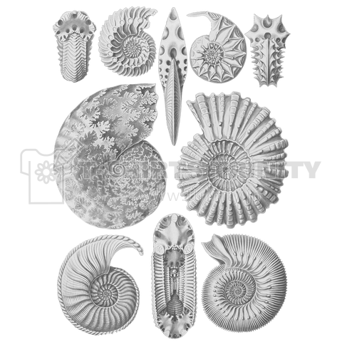 自然の芸術的形態 No.10 アンモナイトAmmonitida エルンスト・ヘッケル