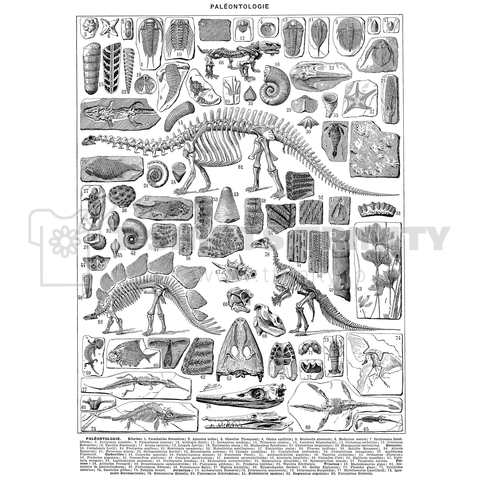 古生物学図鑑 恐竜の骨