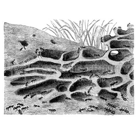 蟻の巣