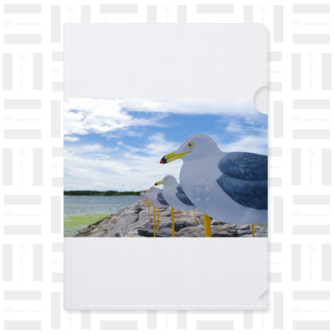 seagull