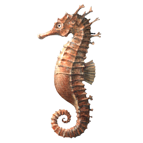 Seahorse-タツノオトシゴ-表