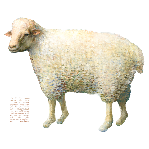 羊-Sheep
