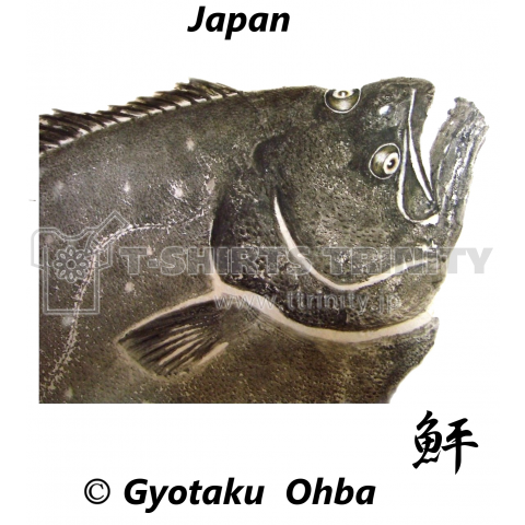 鮃【ヒラメ;平目】【GYOTAKU:JAPAN】あらゆる 生命たちへ感謝と祈りをささげます。