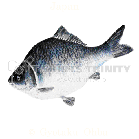 縁起鮒【胸面;文字●背面;1匹鮒】【黒地ベース用;白サイン】えんぎぶな【Gyotaku;JAPAN】あらゆる生命たちへ感謝と祈りをささげます。