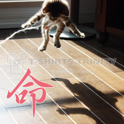 保護猫モモno命 - The Cat who....