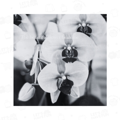 monochrome phalaenopsis