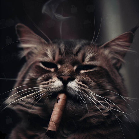 Cigar smoking cat(葉巻を吸う猫)