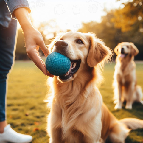 Dog playing with a ball(ボールで遊ぶ犬)