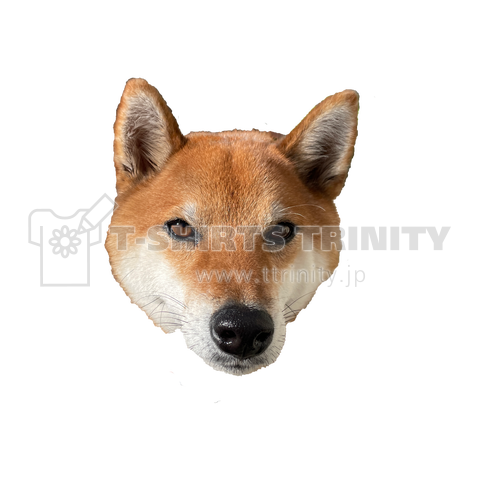 SHIBA