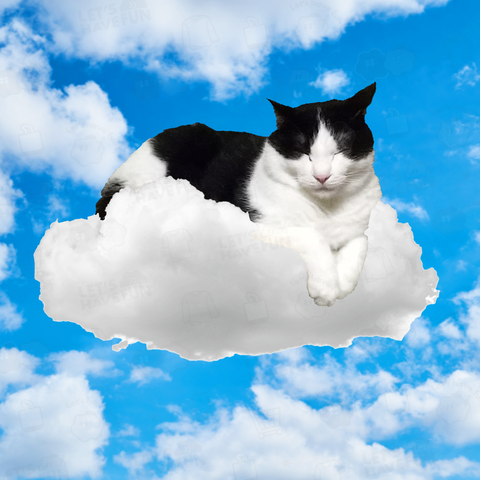 おねむのはちわれ猫 雲に乗って 青空バージョン