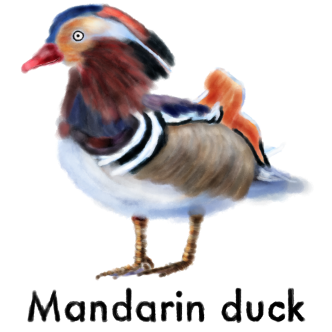 Mandarin duck