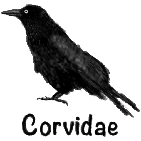 Corvidae
