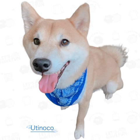 Utinoco うちのこ 柴犬 笑顔