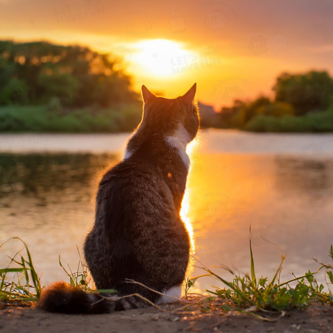 黄昏のキジトラ白-猫
