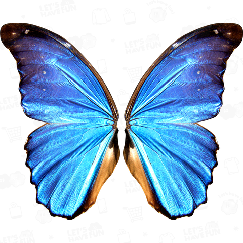 morpho★blue