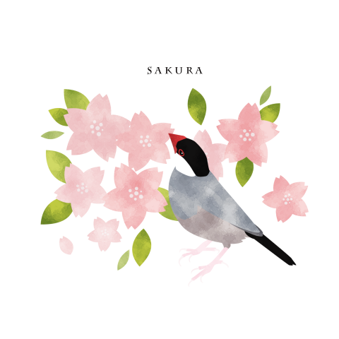 桜文鳥と桜