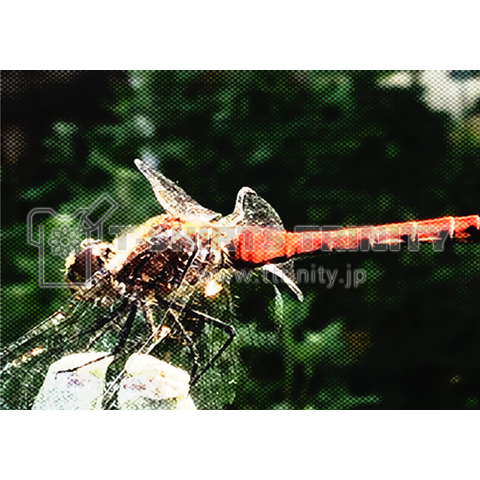 Sympetrum