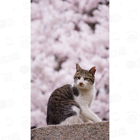 マルちゃん桜猫